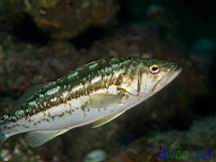 Paralabrax clathratus (Kelp Bass, Calico Bass)