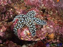 Pisaster Giganteus (Giant Spined Star)