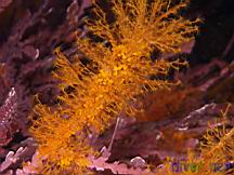 Garveia annulata (Orange hydroid) growing on Calliarthron tuberculosum (Articulated coralline algae)