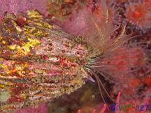 Balanus nubilus (Giant barnacle, Giant acorn barnacle, Horse barnacle)