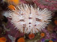 Lytechinus anamesus (White Sea Urchin)