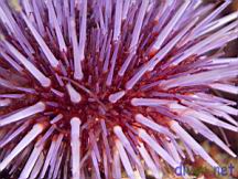 Strongylocentrotus purpuratus (Purple Sea Urchin)