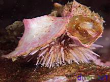 Lytechinus anamesus (White Sea Urchin)