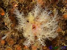 Eupentacta quinquesemita (white sea cucumber) surrounded by Astrangia lajollaensis (Colonial Cup Coral)