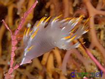Dendronotus albus on Calliarthron tuberculosum (Articulated coralline algae)