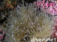Pink-Mouthed Hydroid (Tubularia crocea)