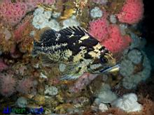 Sebastes chrysomelas (Black-and-yellow rockfish)