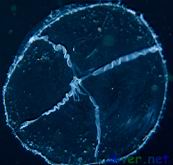 Mitrocoma cellularia (Cross Jellyfish)
