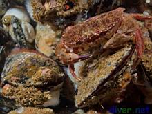 Cancer antennarius (Pacific Rock Crab)