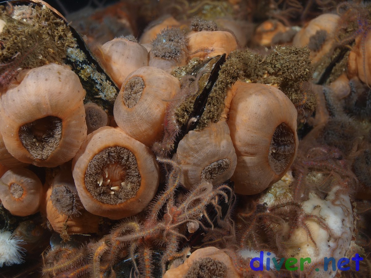 Metridium senile fimbriatum & Mytilus californianus (California Mussel)