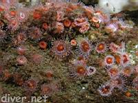 club-tipped anemones (Corynactis californica)