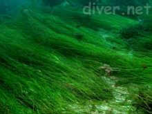Phyllospadix torreyi (Surfgrass)