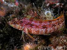 Allocinus holderi (Island Kelpfish)