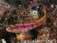 Allocinus holderi (Island Kelpfish)
