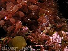 Botryocladia pseudodichotoma (Sea Grapes)