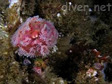 Corynactis californica (Club-tipped Anemone)