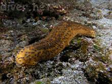 Parastichopus californicus (Warty Sea Cucumber)