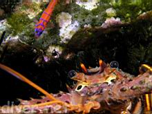 Panulirus interruptus (California Spiny Lobster) & Lythrypnus dalli ( Bluebanded Goby)