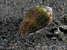 Conus californicus (California Cone shell)