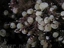 Didemnum carnulentum (colonial tunicate)