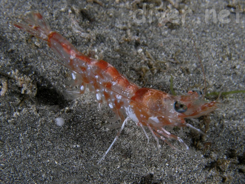 Farfantepenaeus californiensis (Khaki prawn)