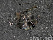 Hemisquilla californiensis (Mantis Shrimp)