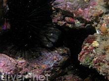 Gymnothorax mordax (California moray)