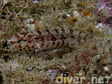 Alloclinus holderi (Island kelpfish)