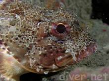Scorpaena guttata (California Scorpionfish)
