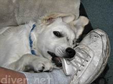 Cody chews on Captain Tim's shoe