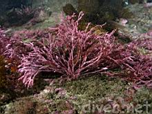 Calliarthron cheilosporioides (Articulated coralline algae)
