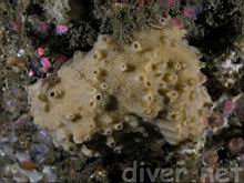 Haliclona sp. (Sponge)