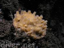 Haliclona sp. (Sponge)