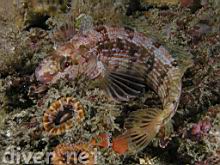 Alloclinus holderi (Island Kelpfish)