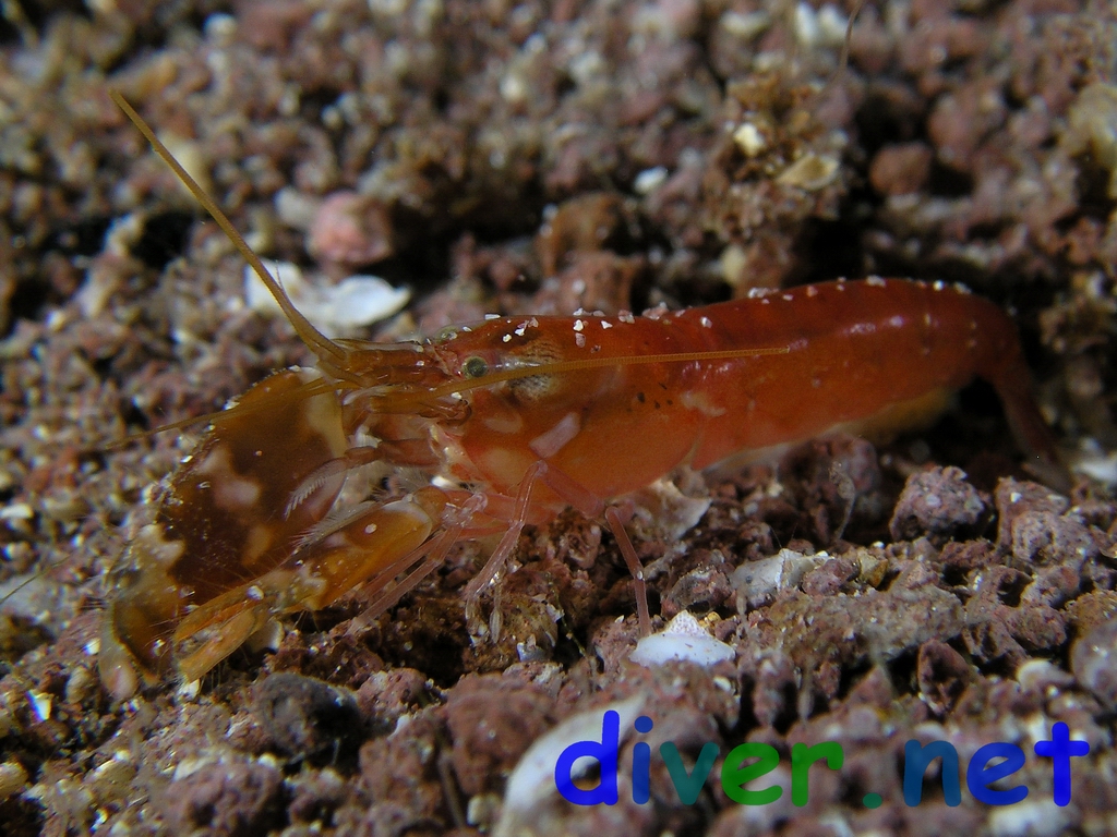Alpheus bellimanus (shrimp)