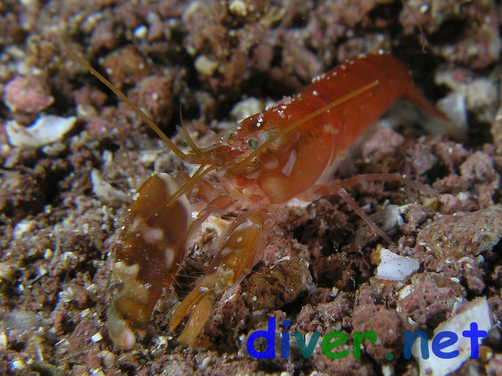 Alpheus bellimanus (shrimp)