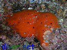Ophlitaspongia pennata (Red encrusting sponge)