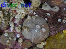 various bryozoans and tunicates
