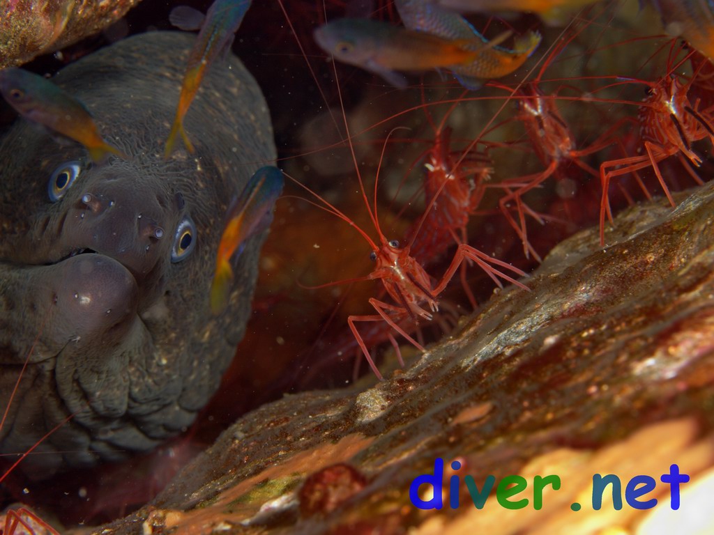 Lysmata Californica (Red Rock Shrimp), Gymnothorax mordax (California Moray), & juvenile Chromis punctipinnis (Blacksmith)