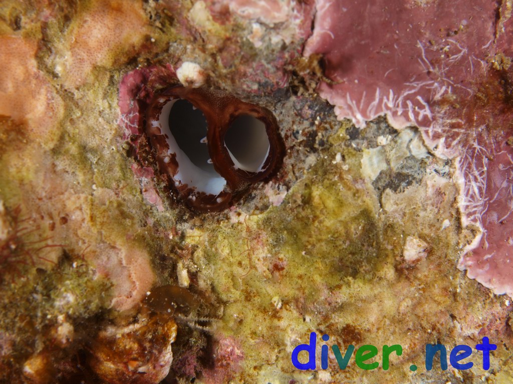 Chaceia ovoidea (Wartneck Piddock Boring Clam)<br>