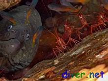 Lysmata Californica (Red Rock Shrimp), Gymnothorax mordax (California Moray), & juvenile Chromis punctipinnis (Blacksmith)
