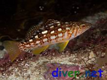 A juvenile Paralabrax clathratus (Kelp Bass, Calico Bass)