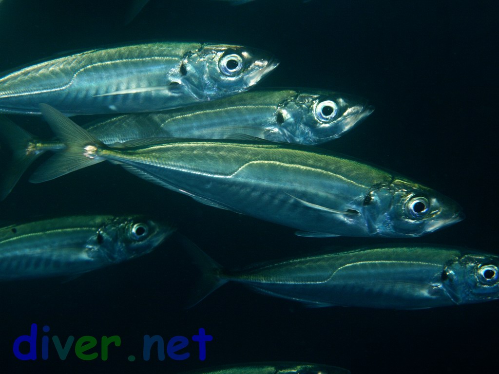 Mackerel Jack (Trachurus symmetricus)