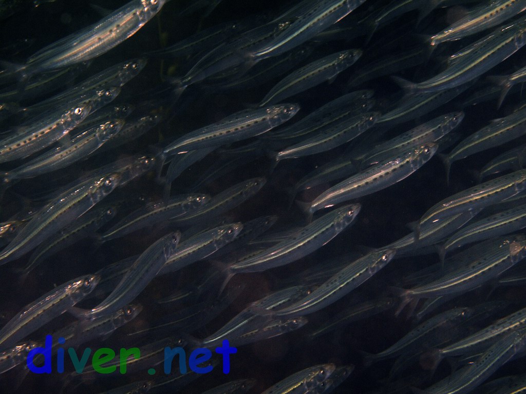 sardines (Sardinops sagax