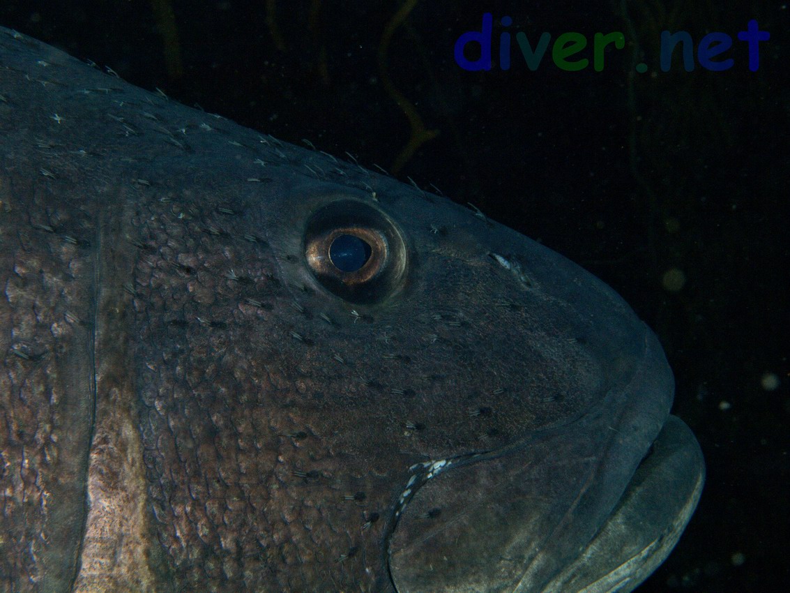 Stereolepis gigas (Giant Black Sea Bass)