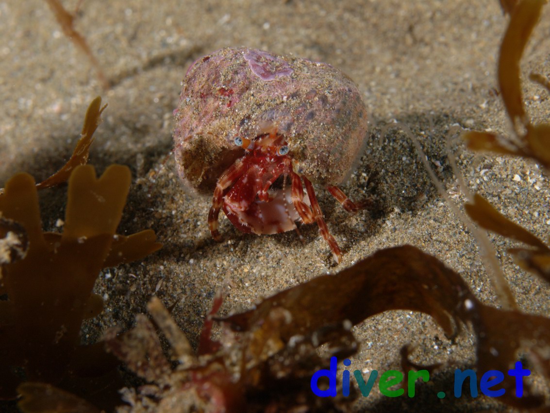 Phimochirus californiensis (hermit crab)
