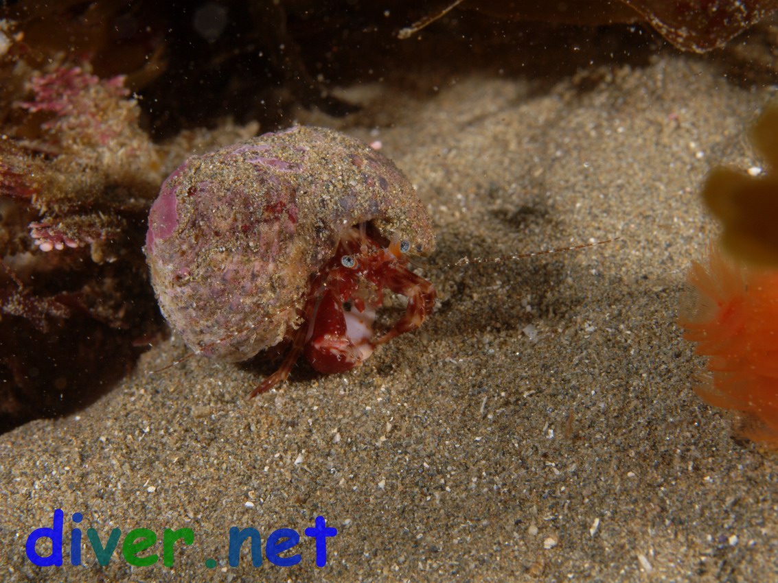Phimochirus californiensis (hermit crab)