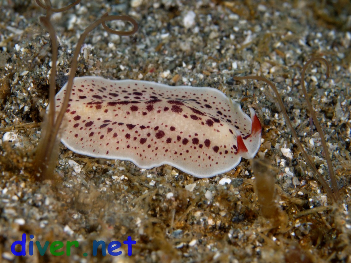 Eurylepta leoparda (Leopard Spotted Polyclad Flatworm) and Spiochaetopterus costarum (Jointed Three-Section Tubeworm)