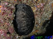 Megathura crenulata (Giant Keyhole Limpet)