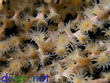 Parazoanthus lucificum (Zoanthid Anemones) on a Muricea californica (California Golden Gorgonian)